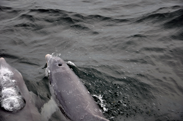 dolphins in Destin Florida